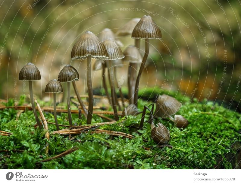 Großfamilie Umwelt Natur Landschaft Pflanze Tier Herbst Gras Moos Park Wald Wachstum Pilz Pilzhut Pilzkopf Pilzsucher Pilzsuppe Gift essbar Farbfoto mehrfarbig