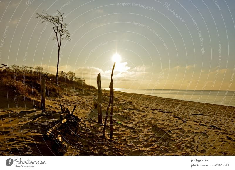 Weststrand Umwelt Natur Landschaft Sand Wasser Himmel Sonne Baum Küste Strand Ostsee Meer natürlich Wärme Stimmung Einsamkeit Erholung Ferien & Urlaub & Reisen