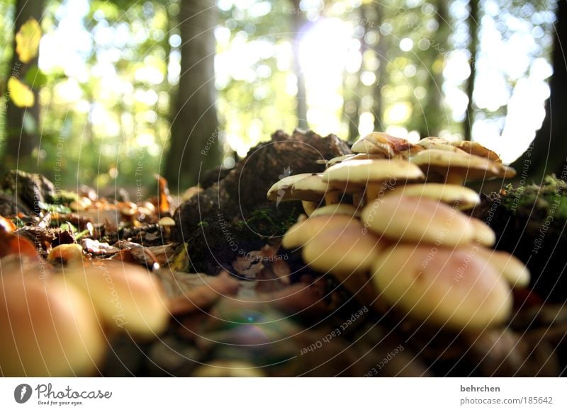 pilzsuppe Umwelt Natur Himmel Herbst Schönes Wetter Pflanze Baum Sträucher Moos Pilz Wald Zufriedenheit Pilzsuppe Spaziergang Waldspaziergang Waldboden Blatt