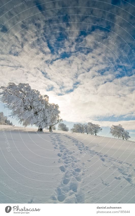 Hochkantwinter Ferien & Urlaub & Reisen Winter Schnee Winterurlaub wandern Himmel Sonne Eis Frost Baum hell blau weiß Horizont ruhig Wege & Pfade Ferne Spuren