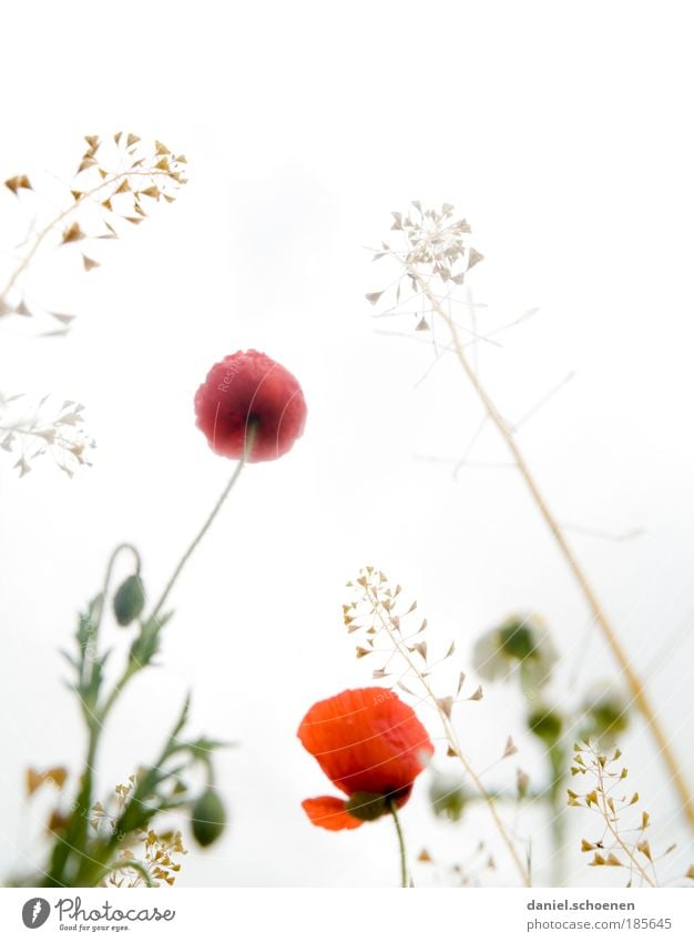 Hochkantsommer Pflanze Sonnenlicht Frühling Sommer Blüte Wiese ästhetisch hell rot weiß Natur Wachstum Blumenwiese Mohn Mohnblüte Gras Licht Froschperspektive