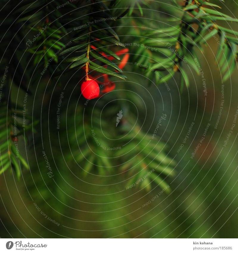 winterwärme_02 Natur Pflanze Herbst Baum grün rot Vorfreude Eibe Nadelbaum hängend leuchtend rot Farbfoto Außenaufnahme Detailaufnahme Menschenleer