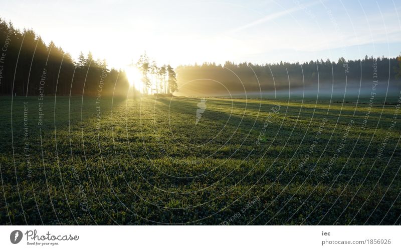 Morgensonne Natur Landschaft Pflanze Erde Luft Himmel Sonne Sonnenaufgang Sonnenuntergang Sonnenlicht Herbst Wetter Schönes Wetter Nebel Baum Gras Moos Wiese