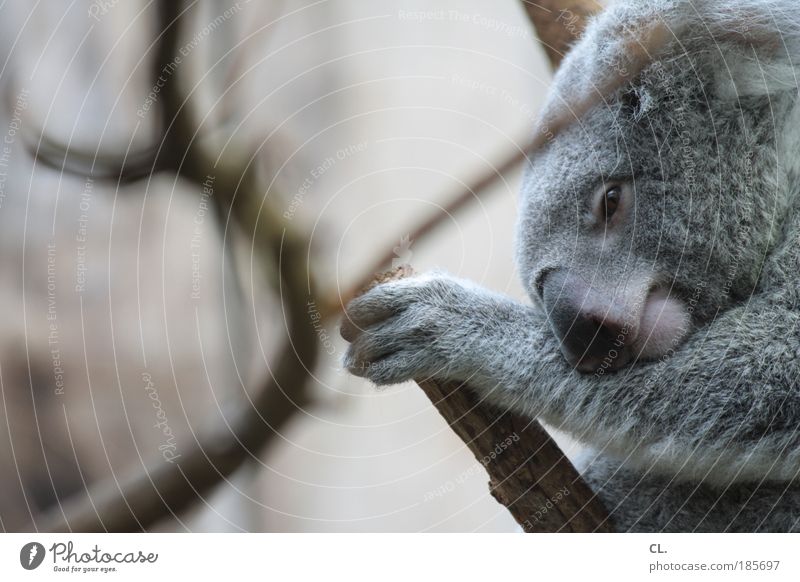 aschgrauer beutelbär Umwelt Natur Landschaft Baum Tier Wildtier Tiergesicht Fell Krallen Pfote Zoo 1 Tierjunges beobachten Erholung schlafen kuschlig natürlich