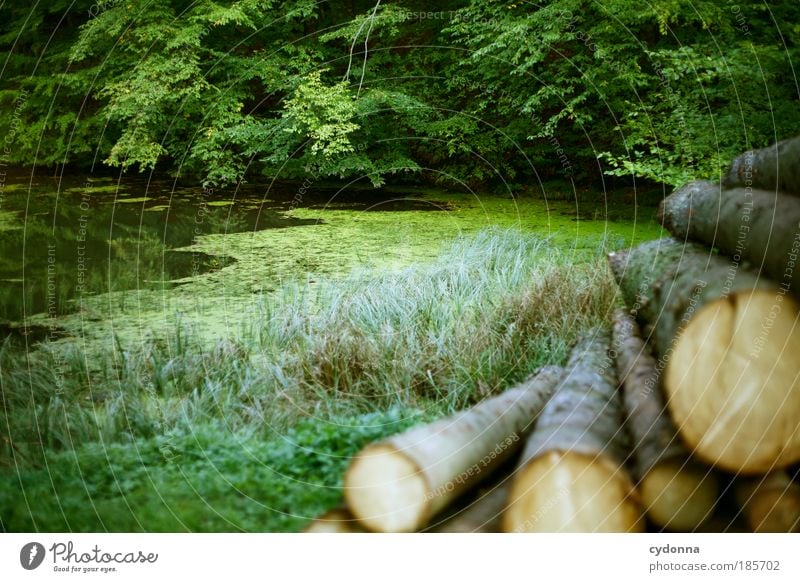 Waldteich Erholung ruhig Umwelt Natur Landschaft Pflanze Baum Teich einzigartig Idylle Leben nachhaltig Perspektive schön träumen Umweltschutz Vergänglichkeit