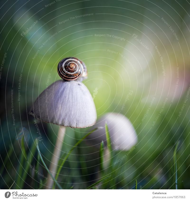 Noch ein Pilz, Schnecke auf Pilz Natur Pflanze Tier Herbst Gras Wiese 1 Wachstum wandern ästhetisch braun gelb grün Optimismus achtsam Wachsamkeit geduldig