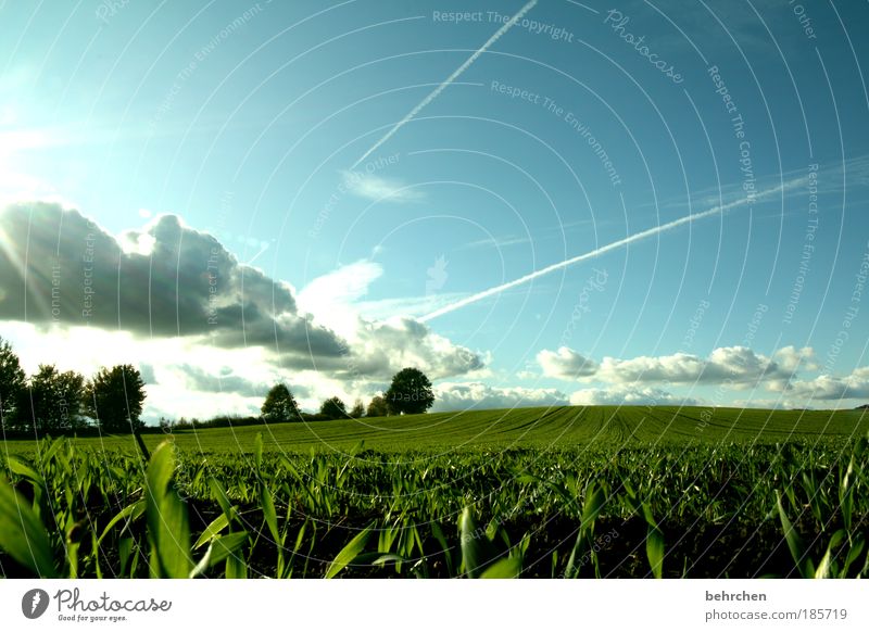 *120* tage überstehen... Ausflug Freiheit Himmel Wolken Frühling Herbst Schönes Wetter Pflanze Baum Gras Sträucher Wiese Feld Glück Unendlichkeit grün