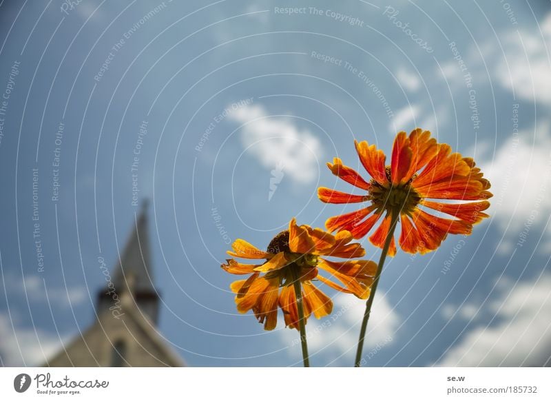 Verheißung Umwelt Himmel Sommer Schönes Wetter Pflanze Blume Blüte Garten Kirche Zeichen Blühend leuchten Duft Freundlichkeit hell Wärme blau Glück