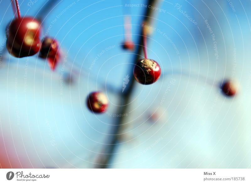 Beeren Lebensmittel Frucht Ernährung Umwelt Natur Himmel Herbst Winter Wetter Schönes Wetter Wind Pflanze Sträucher Park hängen alt klein lecker sauer trocken