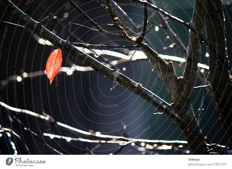 Einzelkämpfer Natur Pflanze Herbst Baum Sträucher kalt rot Stimmung Hoffnung Leichtigkeit Umwelt Vergänglichkeit Blatt Herbstlaub fallen Ast Überleben Tag