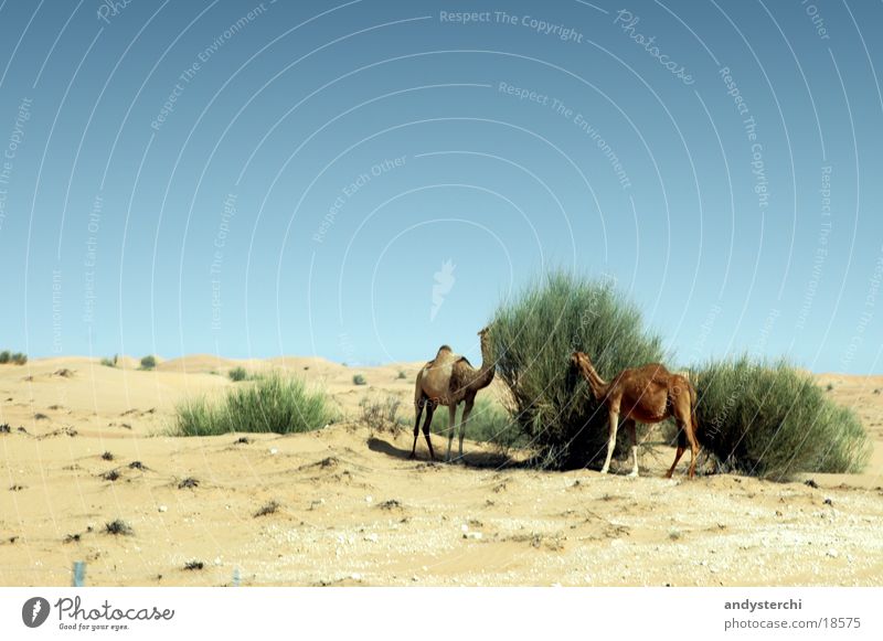 Rendez Vous Kamel Dromedar Dubai Fressen Futter Sträucher Verkehr Wüste Ernährung Sand