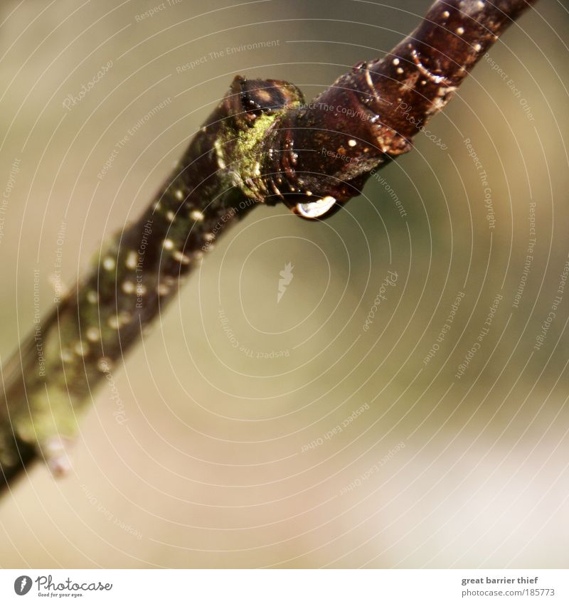 Abhängen Umwelt Natur Pflanze Herbst Wetter Baum Holz Tropfen Erholung elegant rund unten braun geduldig ruhig Selbstbeherrschung Sehnsucht Heimweh Fernweh