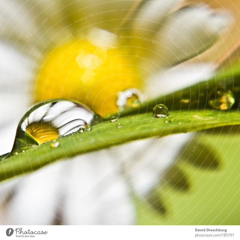 Träne eines Gänseblümchens Umwelt Natur Pflanze Wassertropfen Frühling Sommer Regen Blume gelb grün silber weiß nass einzigartig Blüte Tau Farbfoto Nahaufnahme