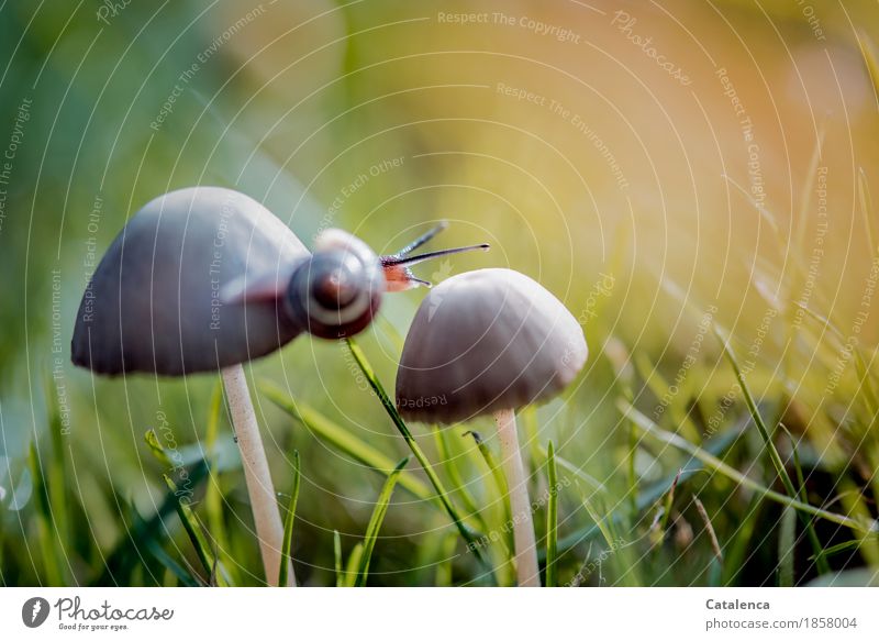 Überquerung, Schnecke auf Pilz Natur Pflanze Tier Herbst Gras Wiese 1 Bewegung ästhetisch sportlich schleimig braun gold grün orange Zufriedenheit Willensstärke