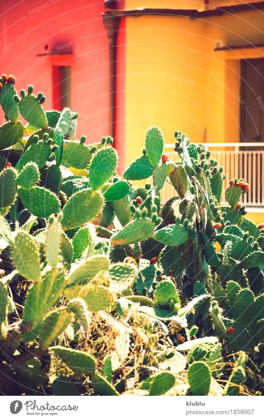 Kaktusfeigen (Opuntia ficus-indica) Frucht Vegetarische Ernährung exotisch Natur Pflanze Himmel Baum frisch natürlich saftig stachelig gelb grün rot Farbe