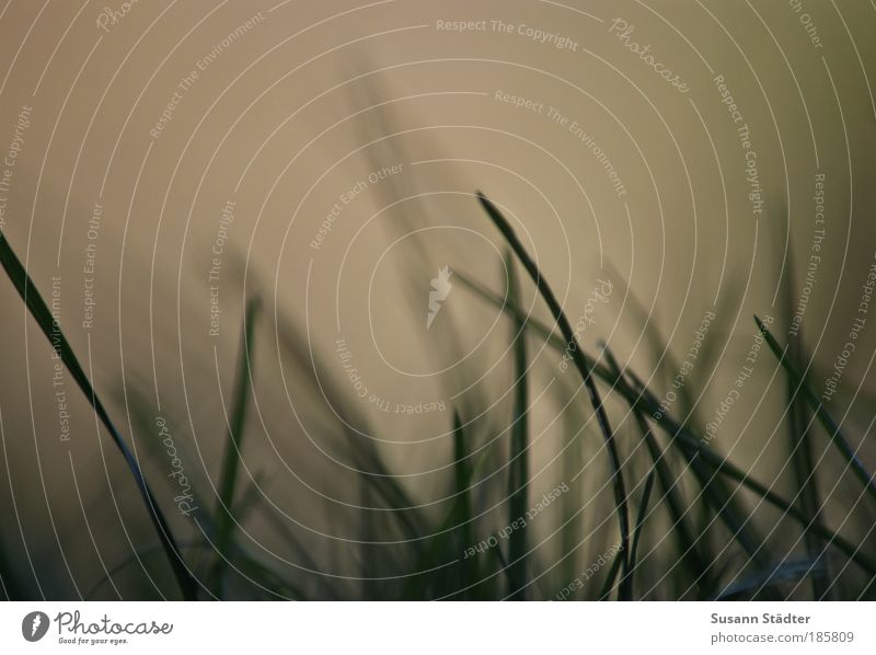 Guten Morgen Sonne! Pflanze Gras Sträucher Wiese Bewegung Blick aufwachen Herbst Gedeckte Farben Außenaufnahme Detailaufnahme Menschenleer Morgendämmerung