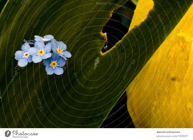 Sommervergissmeinnicht Pflanze Blume Blatt Blüte Freundlichkeit Fröhlichkeit blau gelb grün Natur Wachstum Makroaufnahme