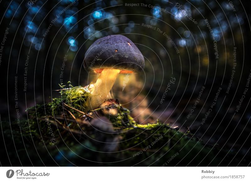 Lumos funghi Natur Pilz Wald leuchten dunkel mystisch Mysterium Lichtschein Lichterscheinung Beleuchtung Pilzhut Waldspaziergang Farbfoto Außenaufnahme