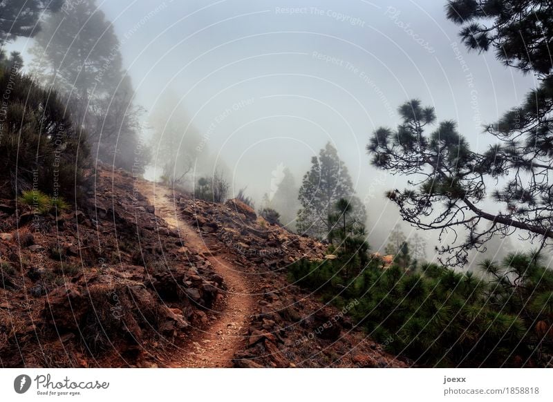 So lang her Sand Himmel Herbst Wetter Nebel Wald Berge u. Gebirge Wege & Pfade kalt braun grau grün Hoffnung Unendlichkeit ungewiss undurchsichtig Farbfoto