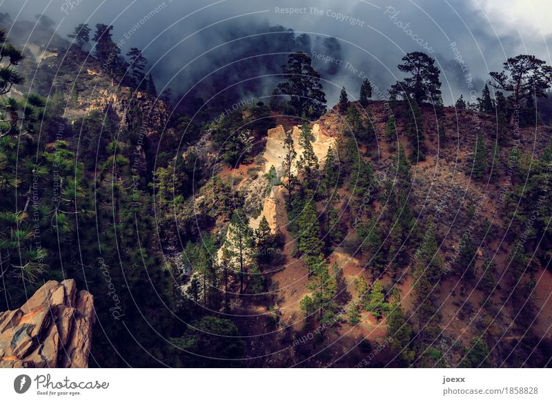 Paisaje Lunar Ferien & Urlaub & Reisen Insel Natur Landschaft Sonnenlicht Sommer Klima Schönes Wetter Nebel Wald Berge u. Gebirge Teneriffa Spanien Wege & Pfade