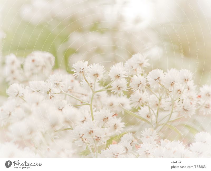 verblümt Landschaft Pflanze Herbst Blume Blüte Duft natürlich zart filigran weich lieblich Blütenstauden weiß abgewendet abweisend Wegsehen Makroaufnahme