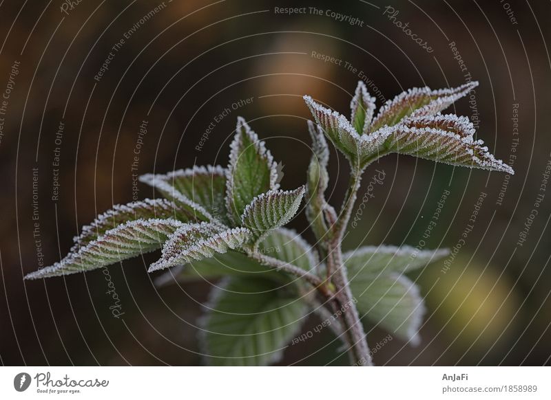 gezuckerte Brombeerblätter Natur Herbst Pflanze Sträucher Blatt Nutzpflanze Garten frisch nah Farbfoto Gedeckte Farben Außenaufnahme Nahaufnahme Detailaufnahme