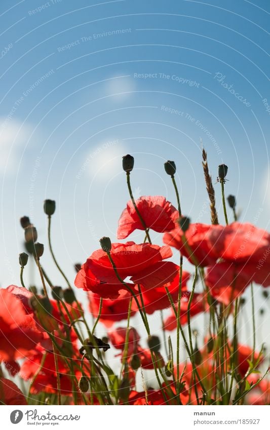 Happy Birthday, Photocase ! Natur Himmel Frühling Sommer Blüte Mohnblüte rot Farbfoto