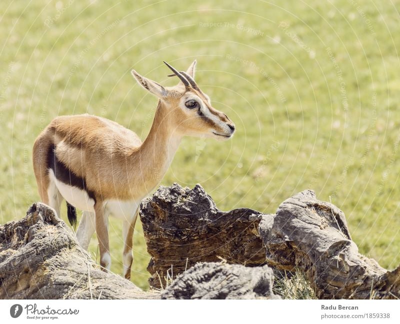 Afrikanische Thomson Gazelle (Eudorcas Thomsonii) Safari Umwelt Natur Tier Gras Wildtier Tiergesicht 1 Tierjunges niedlich wild braun grün Gazellen Kenia