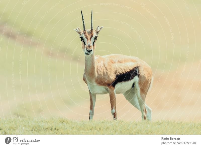 Afrikanische Thomson Gazelle (Eudorcas Thomsonii) Natur Landschaft Tier Gras Wildtier Tiergesicht 1 Tierjunges niedlich wild braun grün orange Gazellen Tierwelt