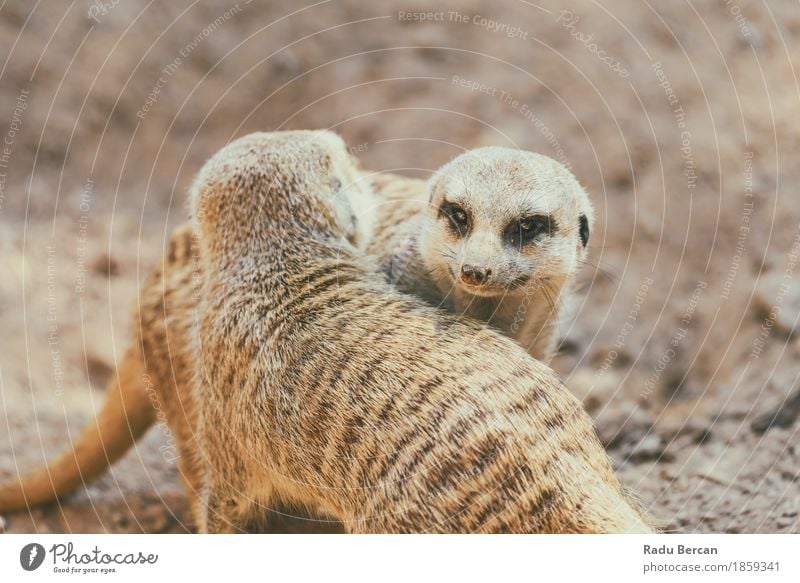 Erdmännchen oder Suricate (Suricata Suricatta) in Afrika Natur Tier Erde Wildtier Tiergesicht 2 Tierpaar Spielen Freundlichkeit klein lustig nah natürlich