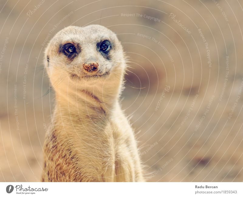 Erdmännchen oder Suricate (Suricata Suricatta) in Afrika Natur Tier Wildtier Tiergesicht 1 beobachten Blick stehen Freundlichkeit lustig natürlich niedlich wild