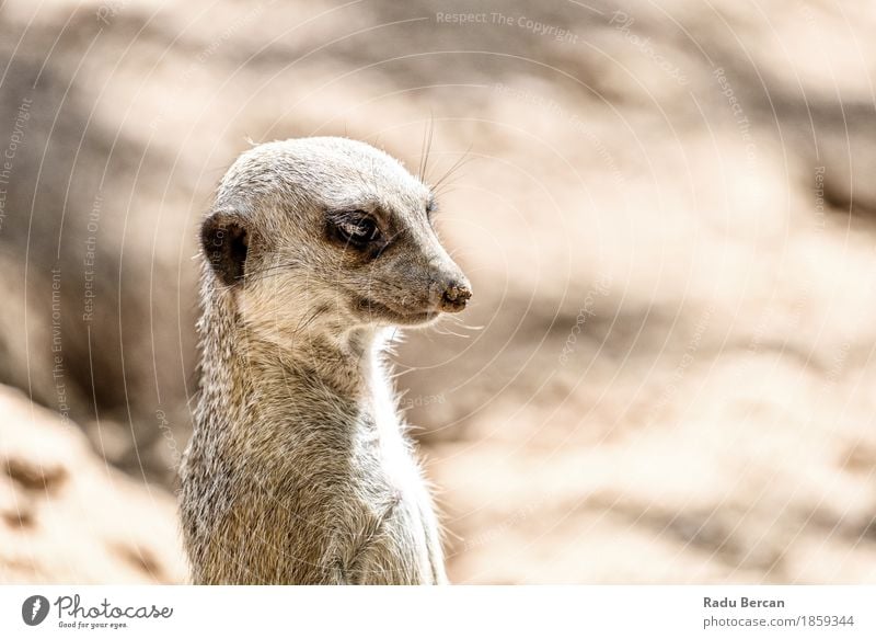 Erdmännchen oder Suricate (Suricata Suricatta) in Afrika Natur Tier Wildtier Tiergesicht 1 beobachten stehen Freundlichkeit niedlich wild braun Neugier Tierwelt