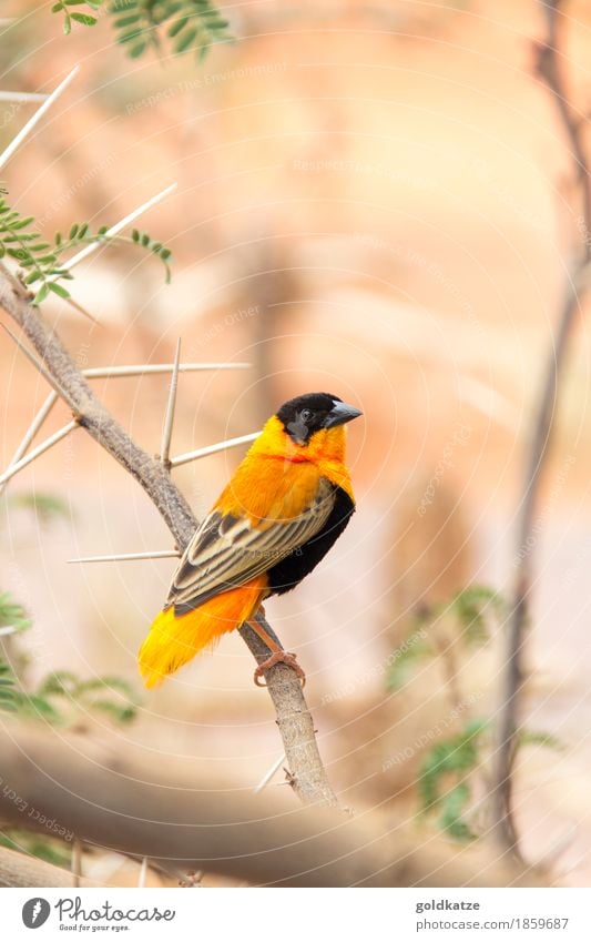 Northern Red Bishop Weaver Umwelt Natur Tier Sträucher Blatt Ast Dorn Dornenbusch Wüste Wildtier Vogel Tiergesicht Flügel Krallen Zoo 1 exotisch klein niedlich