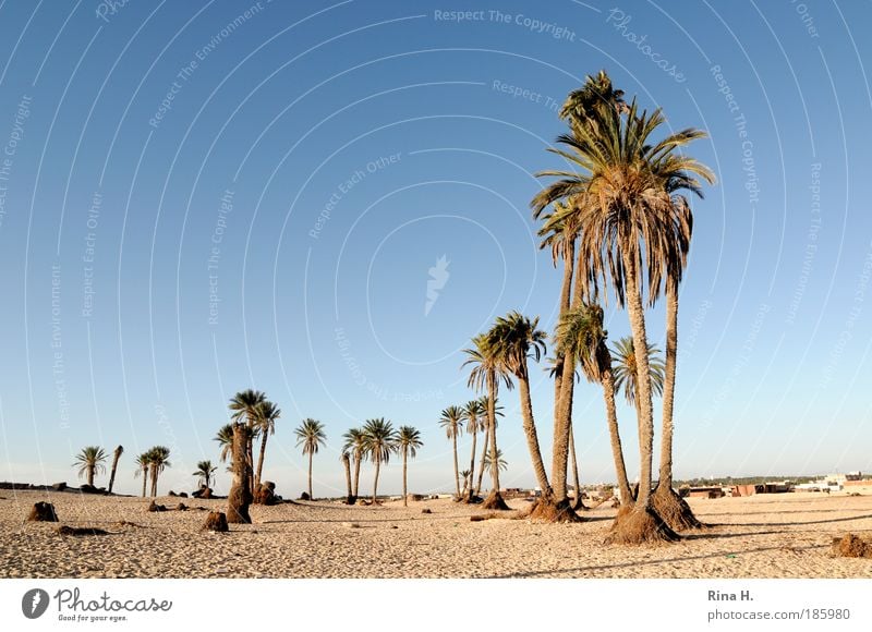 Nichts als Palmen Ferien & Urlaub & Reisen Tourismus Ferne Safari Expedition Natur Landschaft Erde Sand Wolkenloser Himmel Wüste Oase authentisch hoch Wärme