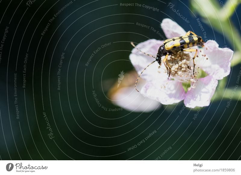 flotter Käfer ... Umwelt Natur Pflanze Tier Frühling Schönes Wetter Sträucher Blüte Wildpflanze Wald 1 ästhetisch authentisch schön einzigartig klein natürlich