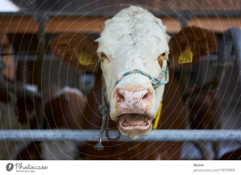 klagende Kuh Nutztier 1 Tier Krankheit Schmerz Angst verstört Ärger Feindseligkeit beklagenswert Tierhaltung Massentierhaltung Kuhstall ländlich bayerisch