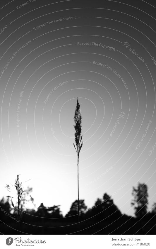 Einzelkämpfer Umwelt Natur Landschaft Himmel Wolkenloser Himmel ästhetisch Getreide Halm einzeln Mitte zentral oben richtungweisend Spitze lang dünn schmal