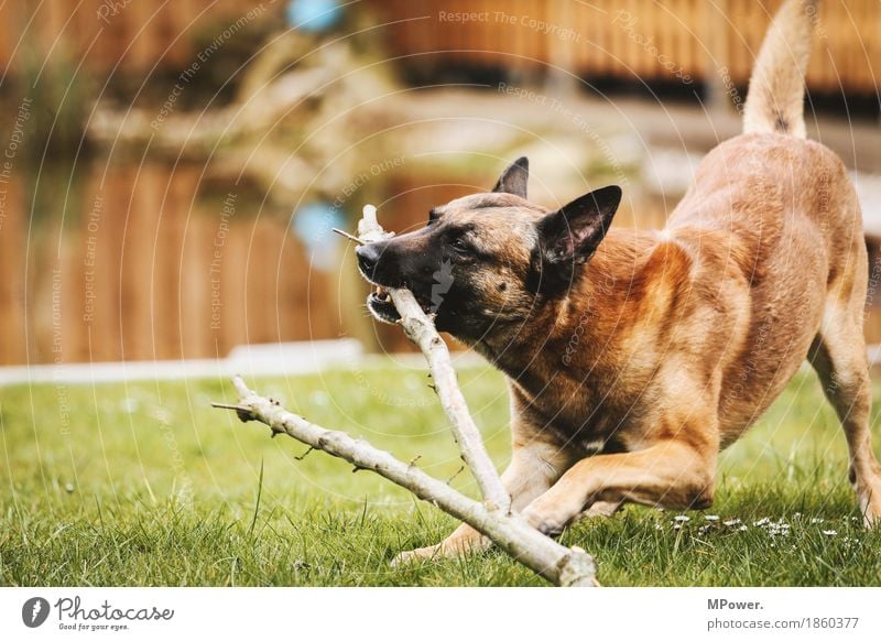 player Wasser Tier Haustier Hund 1 Spielen Aggression sportlich Schäferhund Ast Wiese Fell Freundschaft Farbfoto Außenaufnahme Tag Schwache Tiefenschärfe