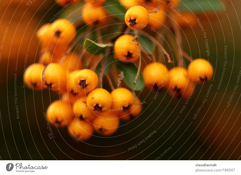 beerig Frucht Vegetarische Ernährung Pflanze Sträucher Blatt Beeren frisch reif orange mehrfarbig Vogelbeeren Vogelbeerbaum Ernte traube Halloween knallig