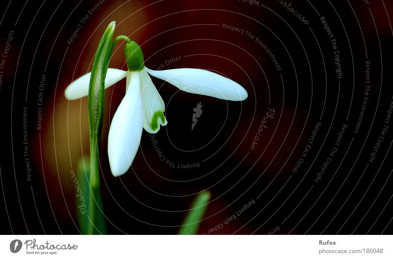 Weihnachts Glöckchen Umwelt Natur Landschaft Pflanze Urelemente Erde Frühling Sommer Klima Klimawandel Schönes Wetter Park Wiese Feld ästhetisch dünn