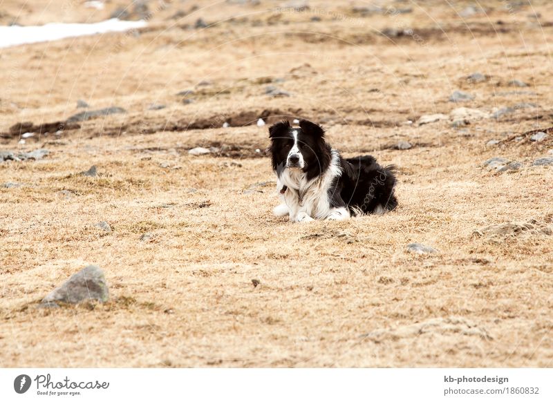 Portrait of an attentive and watchful border collie Haustier Hund 1 Tier Ferien & Urlaub & Reisen border Collie dog herding dog attentivly excited mammal black