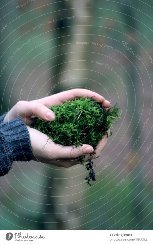 in deinen händen Umwelt Natur Erde Herbst Winter Pflanze Baum Moos Grünpflanze Garten Wald Sicherheit Schutz Geborgenheit Verlässlichkeit Gelassenheit Farbfoto