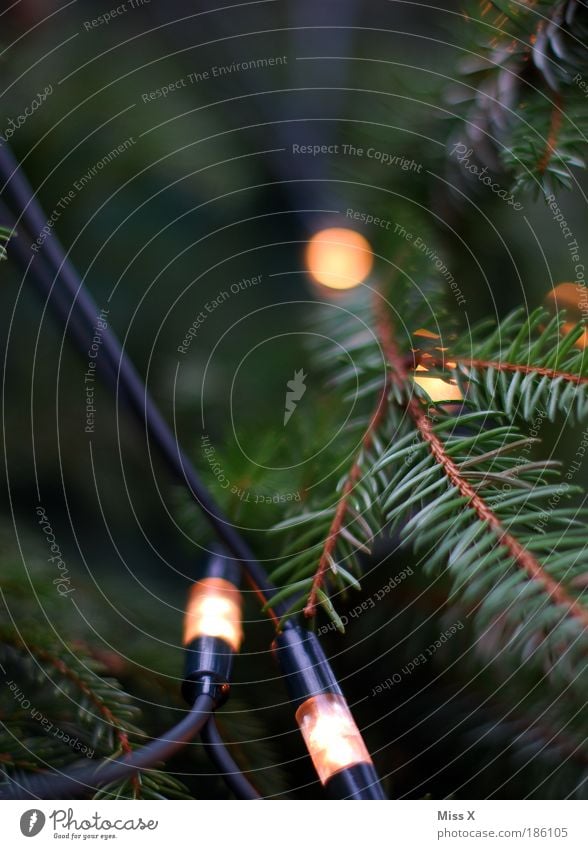 Weihnachtsbeleuchtung Freizeit & Hobby Winter Dekoration & Verzierung Feste & Feiern Baum leuchten dunkel hell Stimmung Vorfreude Weihnachtsbaum