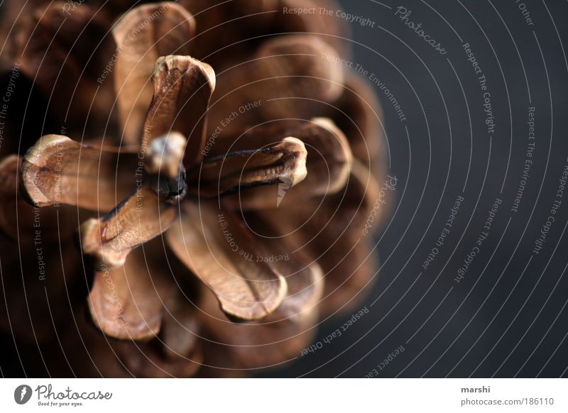 Zapfen...streich Umwelt Natur Herbst Pflanze klein braun Farbfoto Nahaufnahme Detailaufnahme Menschenleer Unschärfe Kiefernzapfen