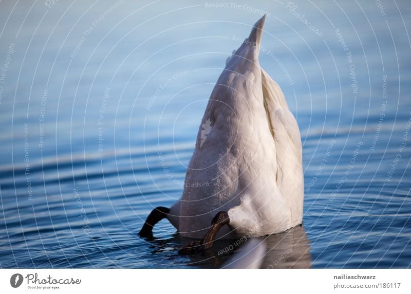 Abgetaucht Umwelt Natur Tier Wasser Herbst See Wildtier Schwan 1 tauchen blau grau silber Zufriedenheit Farbfoto Gedeckte Farben Außenaufnahme Menschenleer