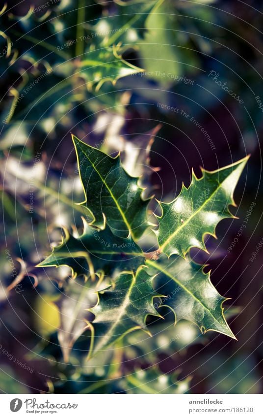 Weihnachtsgrün Dekoration & Verzierung Umwelt Natur Pflanze Winter Schönes Wetter Baum Sträucher Grünpflanze Park Spitze stachelig Vorfreude Immergrüne Pflanzen