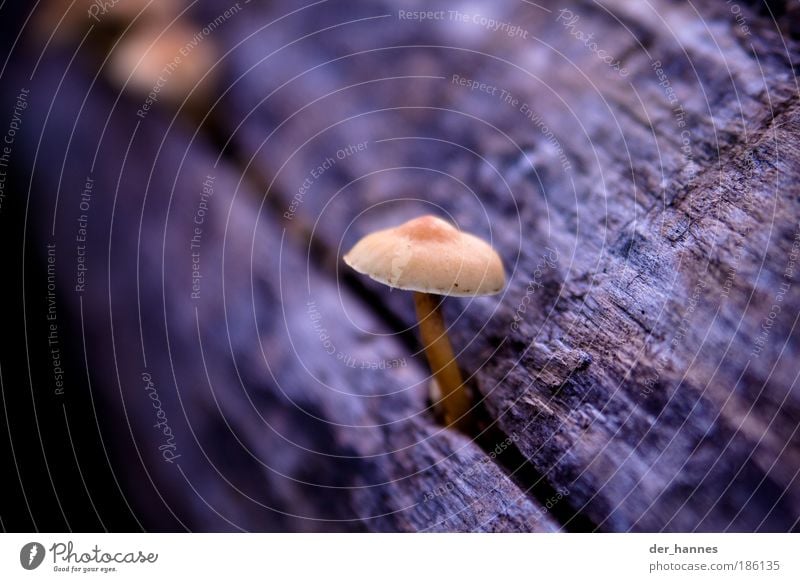 magic mushrooms Suppe Eintopf Pilz Umwelt Natur Pflanze Baum Nutzpflanze Holz alt Wachstum ästhetisch schön Baumrinde Maserung blau kalt Farbfoto mehrfarbig