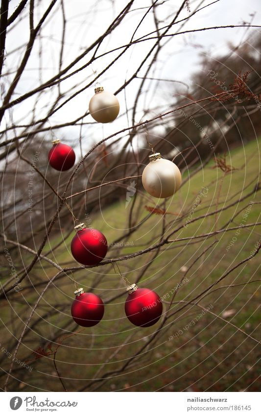 Vorweihnachtsstimmung Feste & Feiern Umwelt Natur Landschaft Herbst Winter Klima Klimawandel Baum Sträucher Dekoration & Verzierung Kitsch Krimskrams Holz Glas