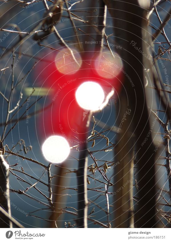 Rot mal anders !!! Umwelt Natur Pflanze Wassertropfen Sonnenlicht Herbst Baum Beeren Seeufer berühren entdecken glänzend Blick leuchten frei nah rund braun rot