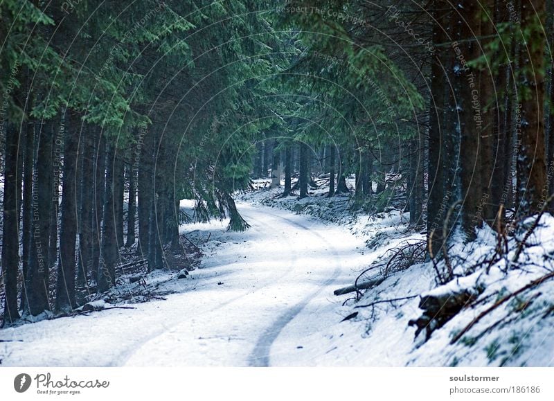 Märchen im Wald Umwelt Natur Landschaft Pflanze Nebel Schnee Baum Angst Märchenwald Märchenlandschaft Wege & Pfade Tanne träumen Surrealismus Farbfoto